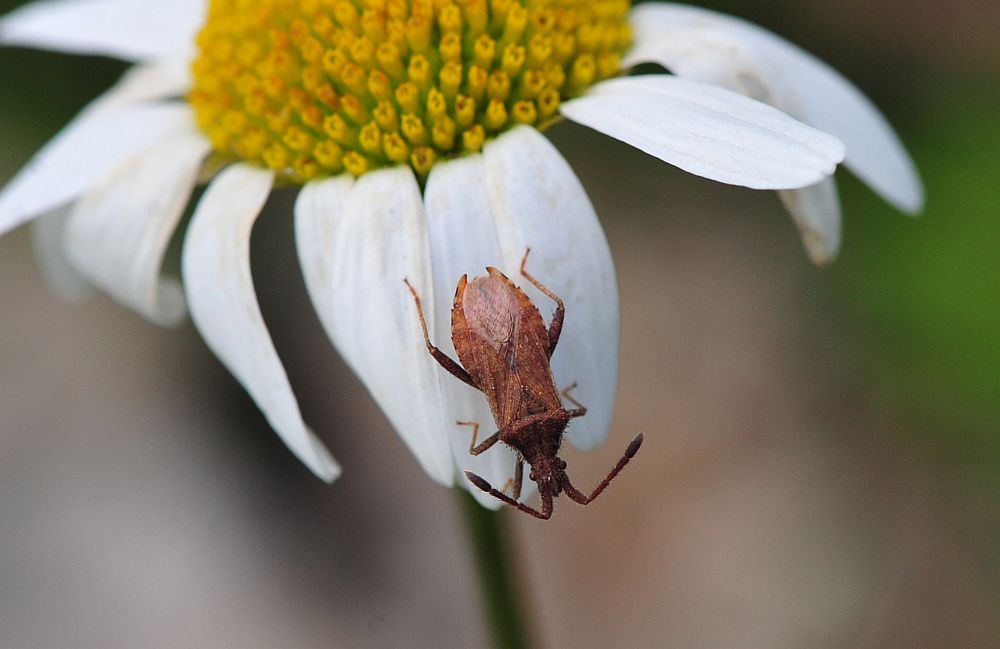 La vita in un fiore